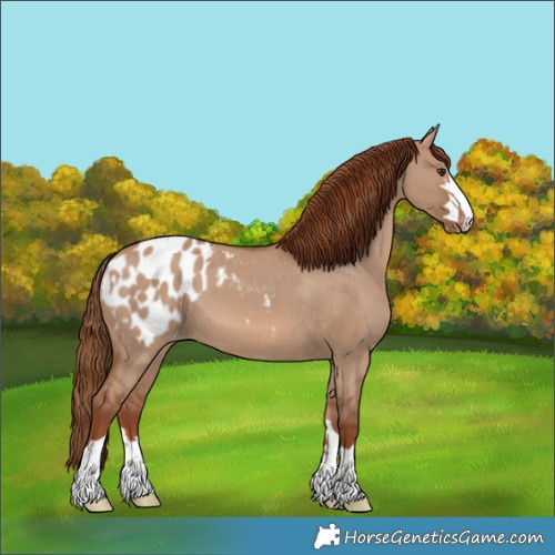 Horse Color:Red Dun Appaloosa  and Red Dun Appaloosa 