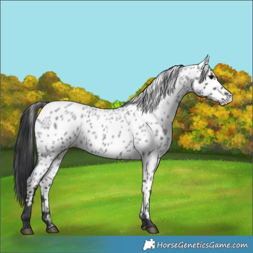 Horse Color:Blue Roan Appaloosa 