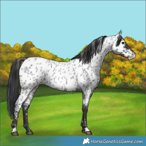Horse Color:Blue Roan Appaloosa 
