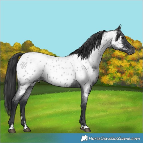 Horse Color:Blue Roan Near Leopard 