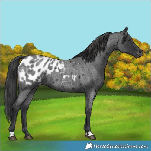 Horse Color:Blue Roan Appaloosa 