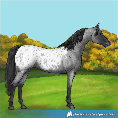 Horse Color:Blue Roan Appaloosa 