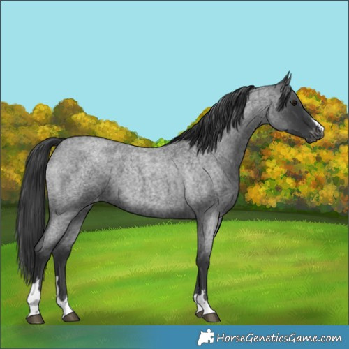 Horse Color:Blue Roan Appaloosa 