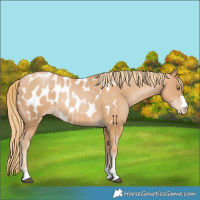 Horse Color:Chestnut Pearl Appaloosa 