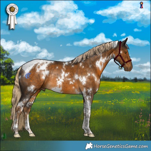 Horse Color:White Spotted Chocolate Palomino Tobiano Rabicano 