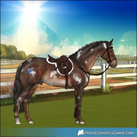 Horse Color:White Spotted Liver Chestnut Rabicano 