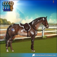 Horse Color:White Spotted Liver Chestnut Rabicano 