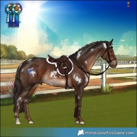 Horse Color:White Spotted Liver Chestnut Rabicano