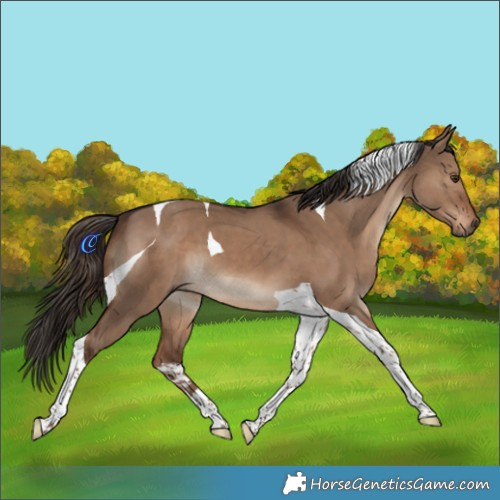 Horse Color:Liver Red Dun Tobiano 