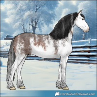 Horse Color:White Spotted Brown Splash