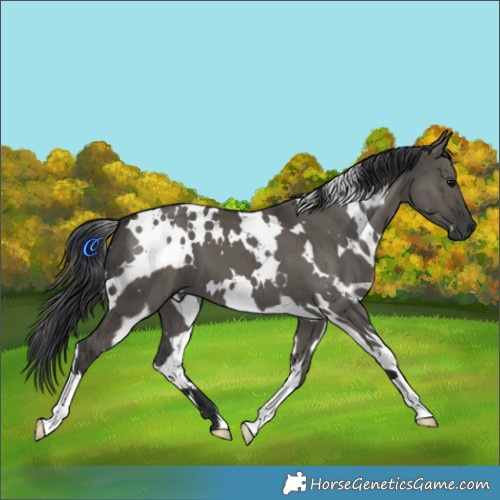 Horse Color:White Spotted Grullo Brindle 