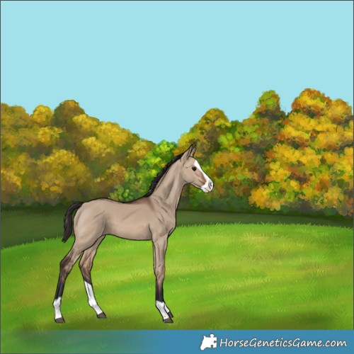 Horse Color:Brown Dun Splash 
