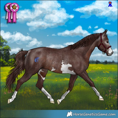 Horse Color:Gray Chocolate Brown Rabicano
