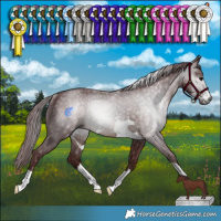 Horse Color:Gray Chocolate Brown Rabicano 