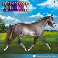 Horse Color:Gray Chocolate Brown Rabicano 