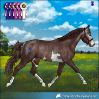 Horse Color:Gray Chocolate Brown Rabicano 