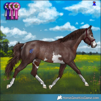 Horse Color:Gray Chocolate Brown Rabicano