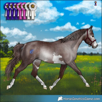 Horse Color:Gray Chocolate Brown Rabicano 