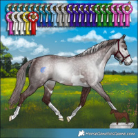 Horse Color:Gray Chocolate Brown Rabicano 
