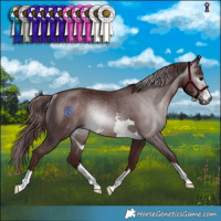 Horse Color:Gray Chocolate Brown Rabicano 
