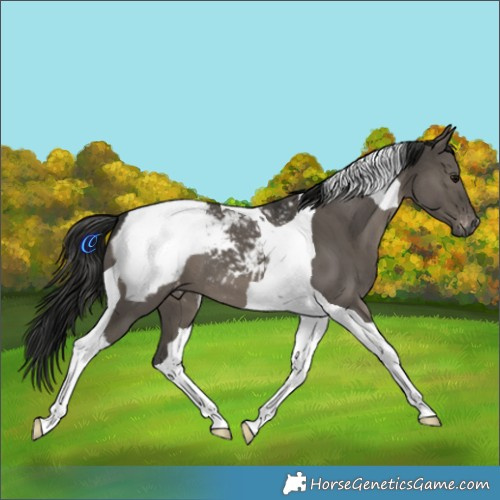 Horse Color:Gray Grullo Tobiano Appaloosa Brindle 