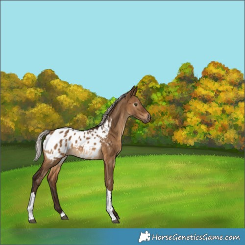 Horse Color:Gray Silver Brown Dun Tobiano Blanket Brindle 