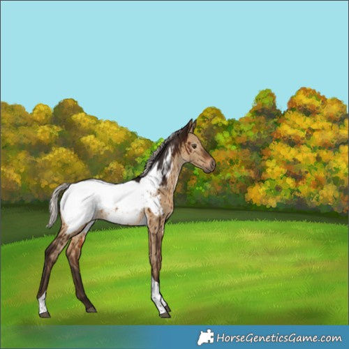 Horse Color:Gray Silver Brown Dun Tobiano Snowcap Brindle 