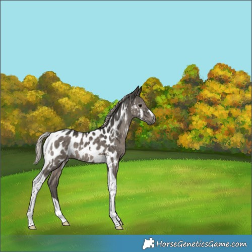 Horse Color:Gray Silver Grullo Tobiano Near Leopard Brindle 