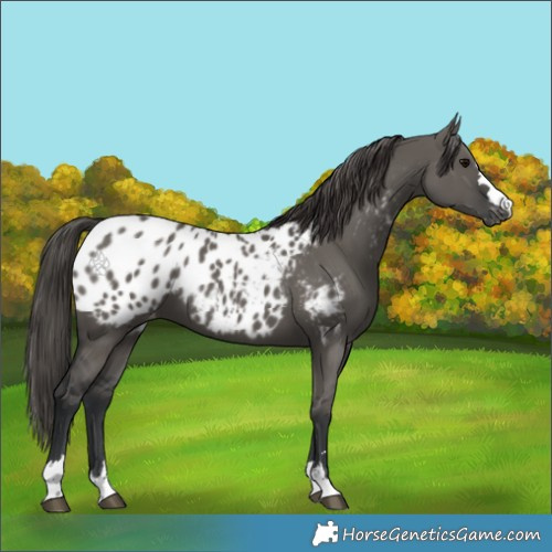 Horse Color:Grullo Appaloosa