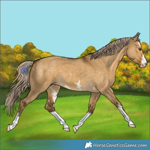 Horse Color:Chocolate Palomino Dun 