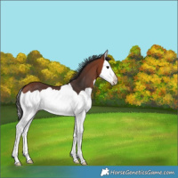 Horse Color:Bay Splash 