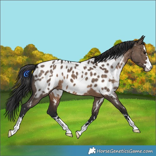 Horse Color:Brown Dun Appaloosa 