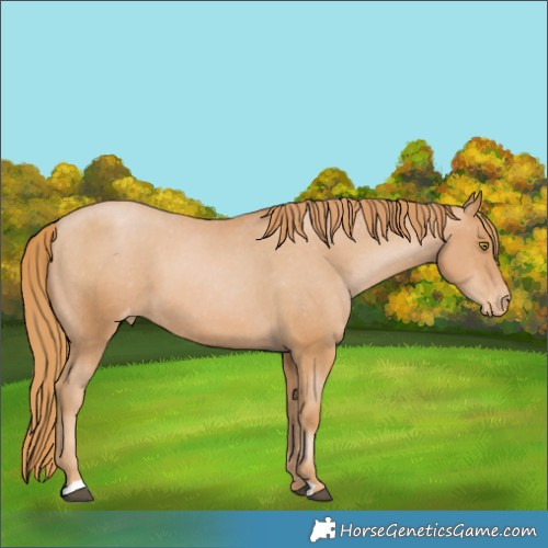 Horse Color:Unknown 