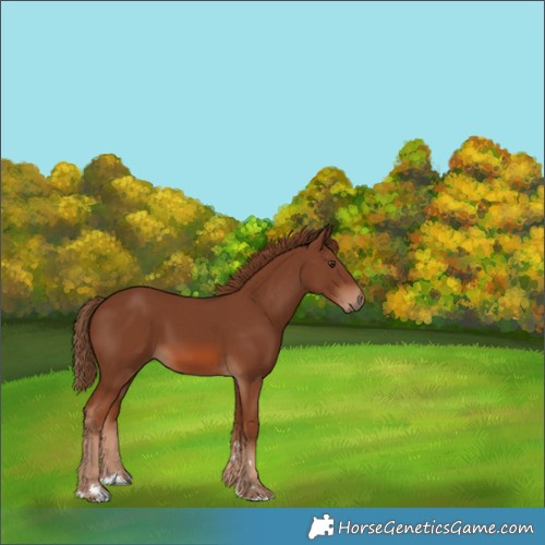 Horse Color:Unknown 