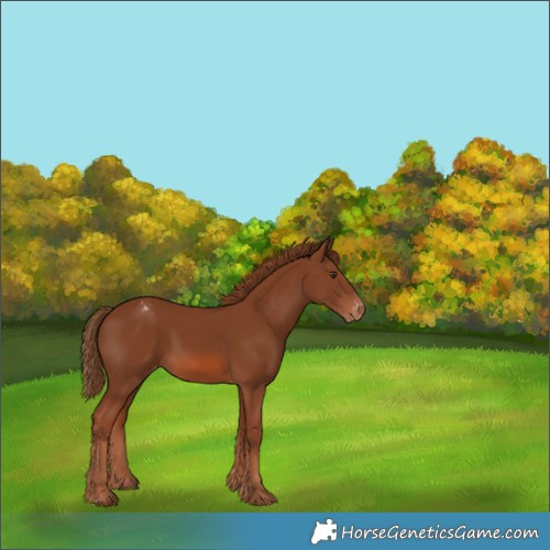 Horse Color:Unknown 