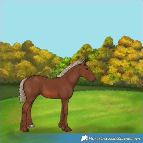Horse Color:Unknown 