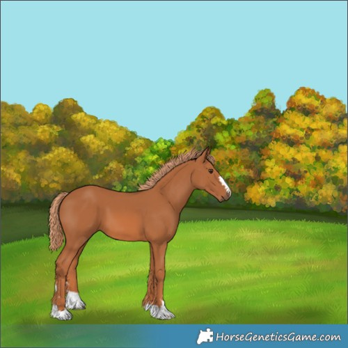 Horse Color:Unknown 