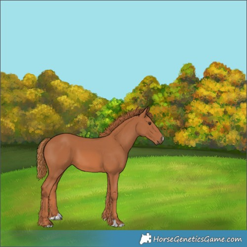 Horse Color:Unknown 