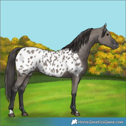 Horse Color:Grullo Appaloosa 