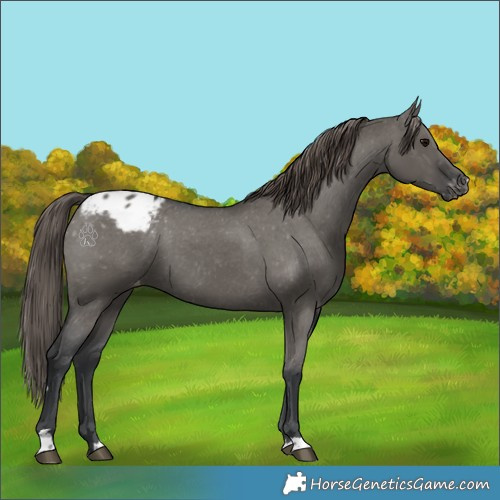 Horse Color:Grullo Appaloosa 