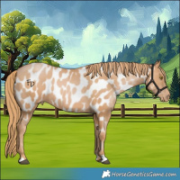 Horse Color:Chestnut Pearl Near Leopard 