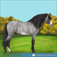 Horse Color:Buckskin Roan Sabino Frame 