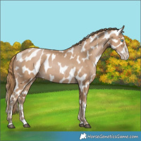 Horse Color:Black Pearl Splash Near Leopard