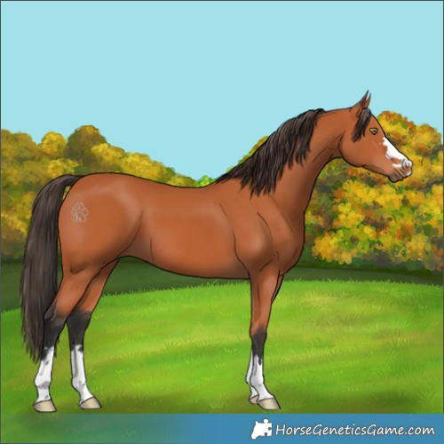 Horse Color:Bay 