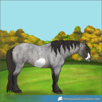 Horse Color:Buckskin Roan Sabino Frame 