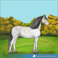 Horse Color:White Spotted Blue Roan Rabicano  and White Spotted Classic Champagne Roan Rabicano 