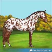 Horse Color:Chestnut Near Leopard 