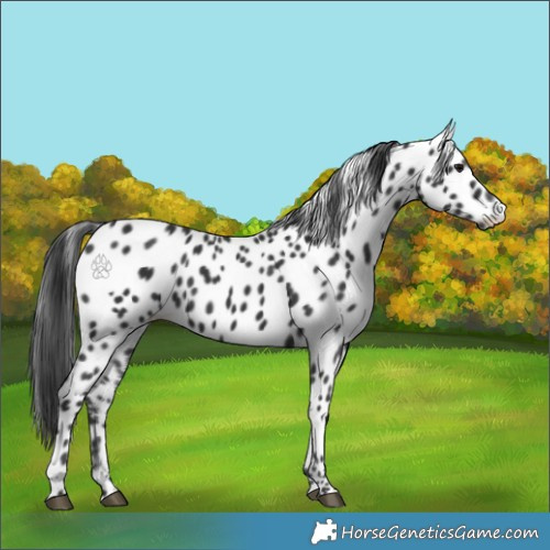Horse Color:Black Appaloosa 