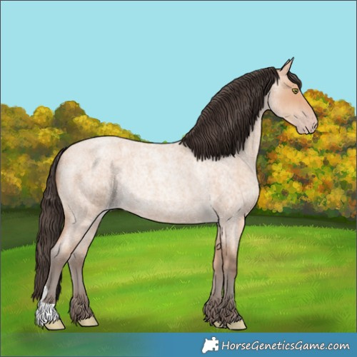 Horse Color:Amber Champagne Roan Rabicano 