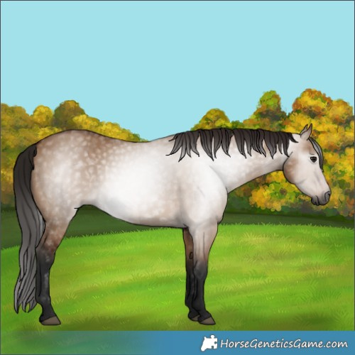 Horse Color:Gray Bay Dun 